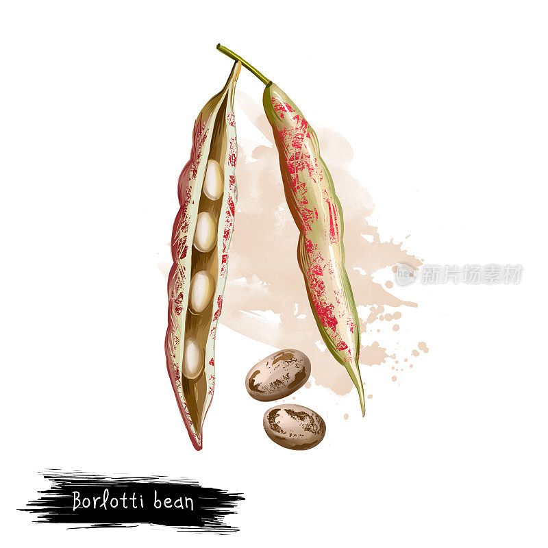 Borlotti bean。数字艺术插图的蔓越莓豆，罗马saluggia玫瑰可可豆。菜豆。有机健康食品。洒菜豆。手绘。剪贴艺术平面设计